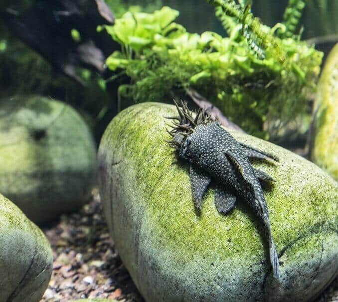 מראה Pleco של זיפים