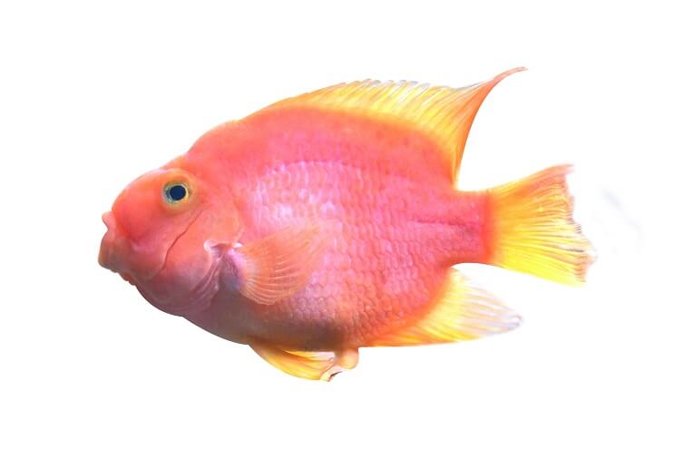 מראה ציקלידים של תוכי דם