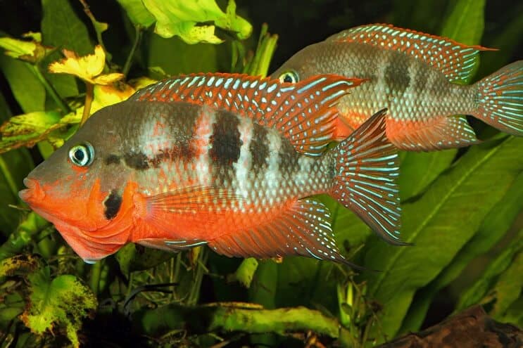 Firemouth Cichlid זכר ונקבה