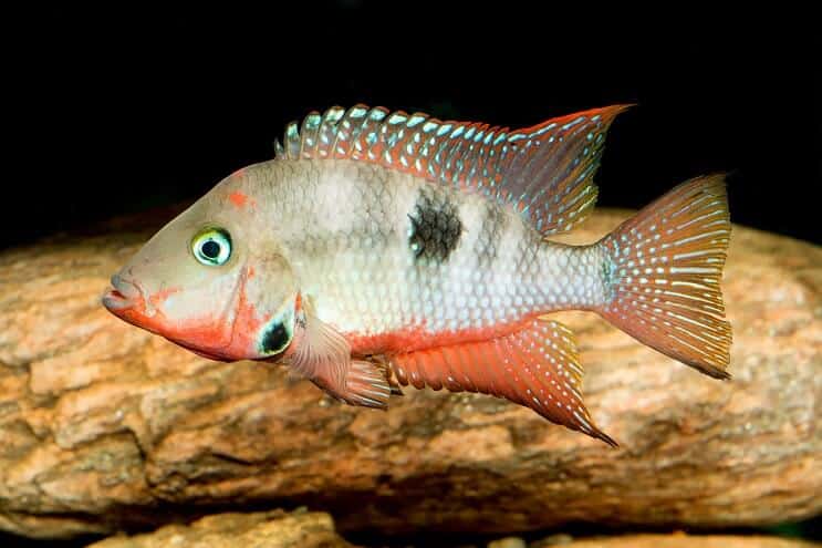 ציקליד Firemouth