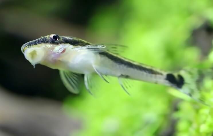 Otocinclus תקוע על טנק