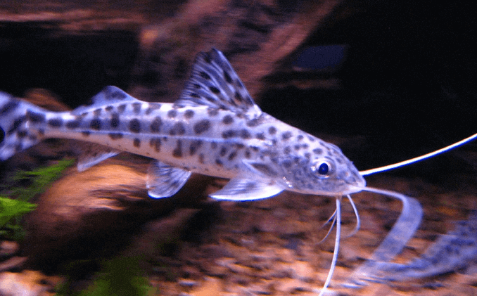 הופעת שפמנון Pictus
