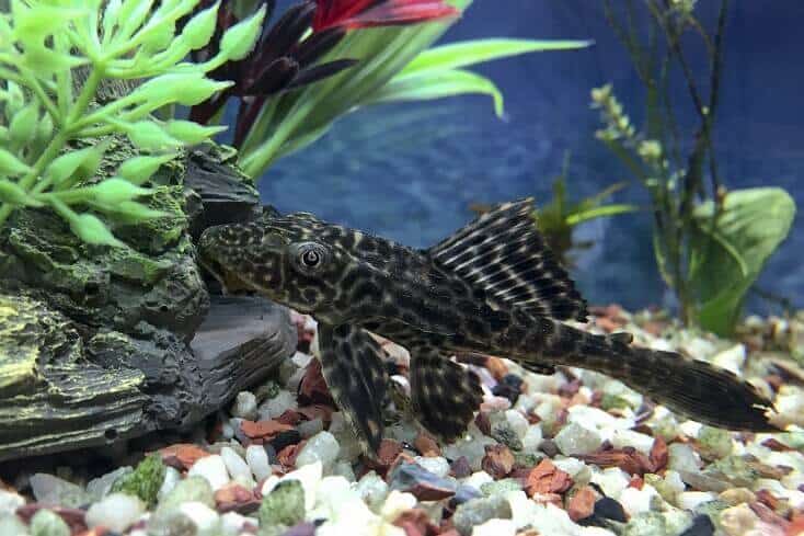 סקירה של Plecostomus