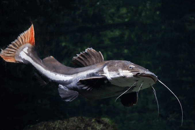 על שפמנון Redtail