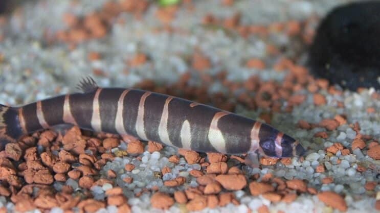 מראה קוהלי Loach