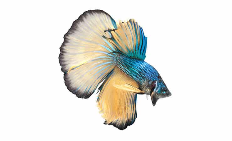 Halfmoon Betta