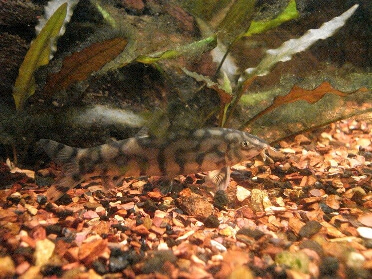 אכילת יויו Loach