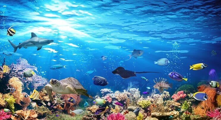 מגוון של Sealife