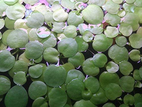 SoShrimp 20+ צמחים Frogbit אמזון - צמח צף אקווריום מים מתוקים חי