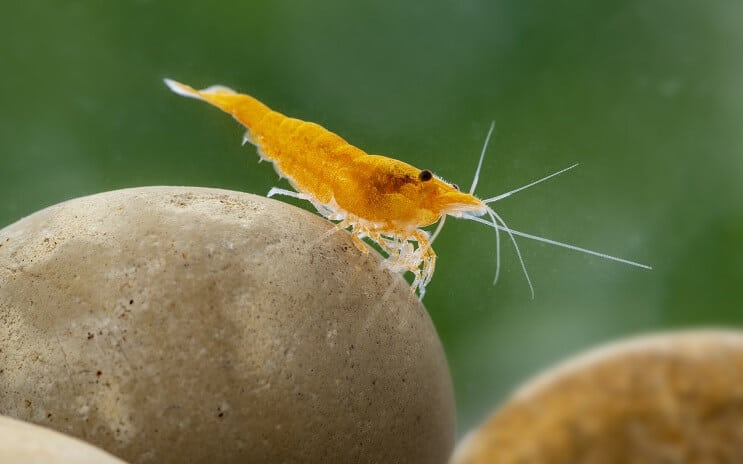 שרימפס Neocaridina