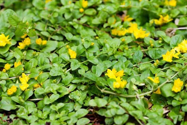 אוראה (Lysimachia nummularia)