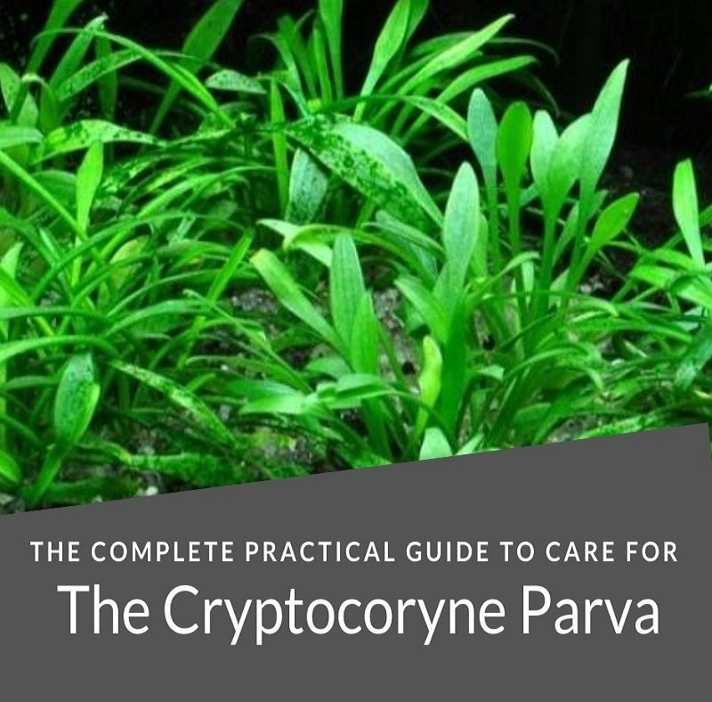 Cryptocoryne Parva - המדריך השלם לטיפול מעשי