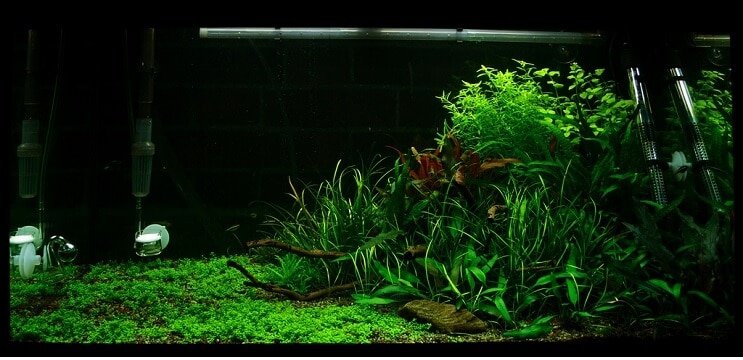 תנאי הטנק Staurogyne repens