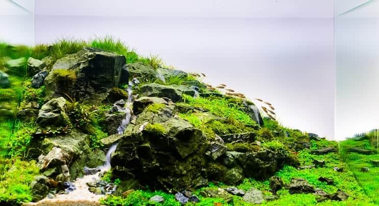 Aquascape טבעי