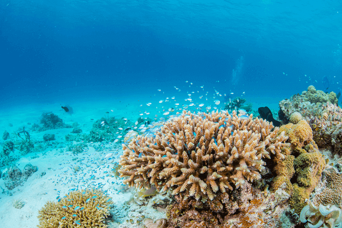 Schoal Chromis הירוק