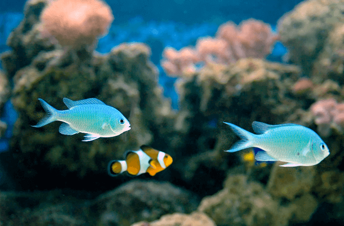 תאימות Chromis ירוקה