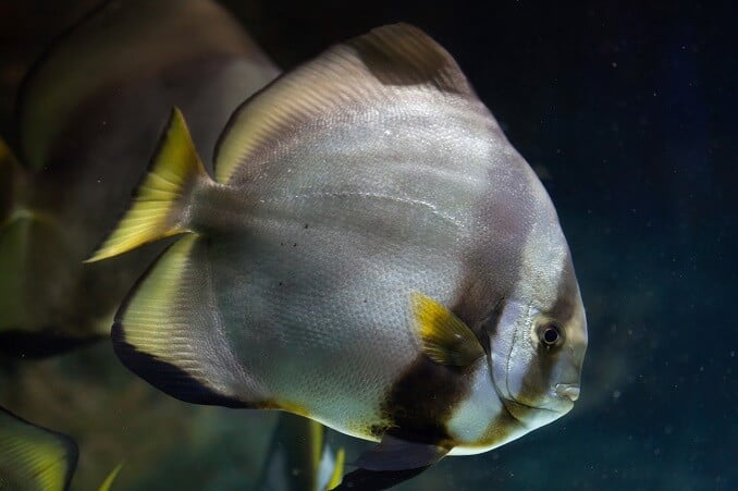 Orfishic Batfish